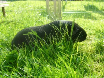 18Juni2010 013 [400x266]