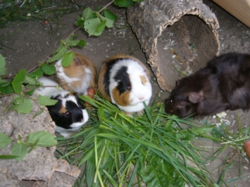 31Mai2010 103 [400x266]