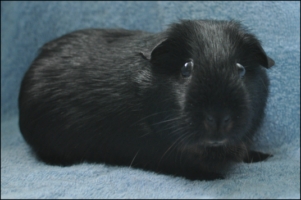 Aaliah (2) [320x200]