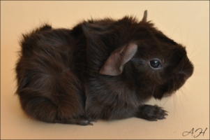 Activity (2) [320x200]