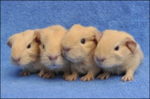 AlleElana1 [320x200]