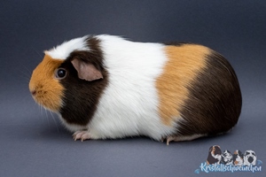 Antipasti1 [300x200]