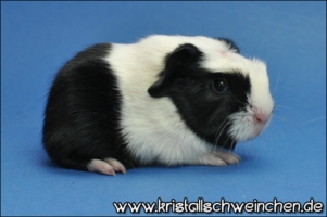 Awkward Affiar (2) [320x200]