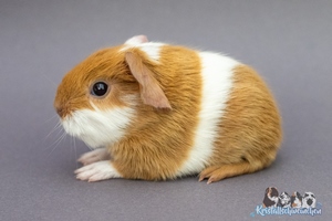 Babbischer Br (2) [300x200]