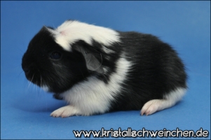 Ballantines [320x200]