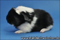 Ballantines [320x200] [200x133]