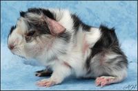 Bateia (4) [300x200] [200x133]