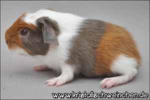 Bisbee (2) [320x200]