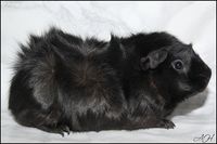 Black Jack1 [200x133]