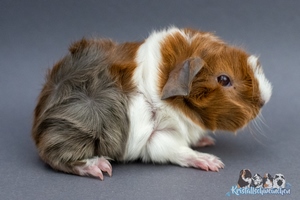 Blue Diamond (1) [300x200]