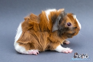 Blue Topas (1) [300x200]