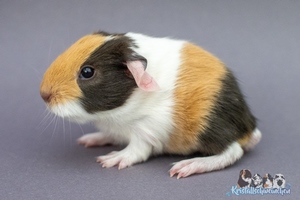 Brombeere (2) [300x200]