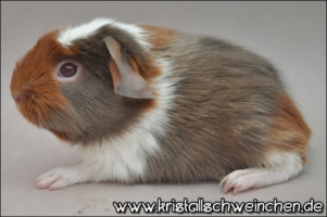 Chikorita (2) [320x200]