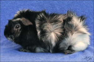 Classic Pleasure2 [320x200]