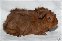 Copacabana1 [200x133]