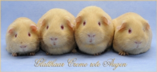 Cremeglatthaar [320x200]