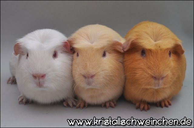 CrestedFarbreihe1 [640x480]1