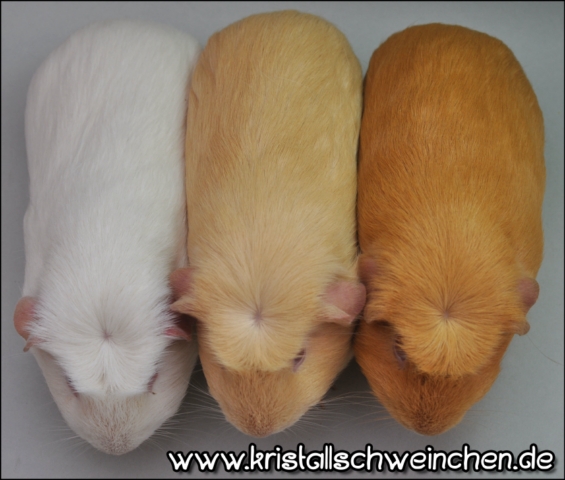 CrestedFarbreihe2 [640x480]