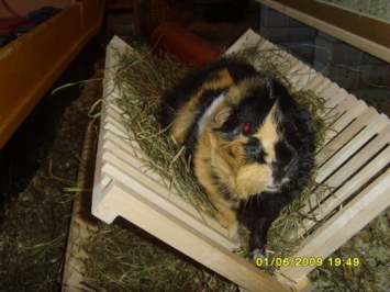 Devotion (2) [400x266]