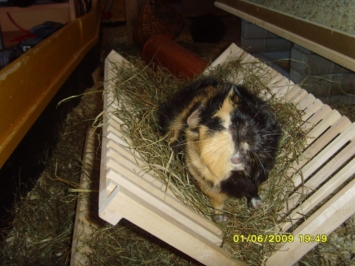 Devotion (3) [400x266]