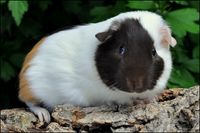 Felizitas1 [200x133]