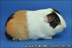 For Pleasure1 [320x200]