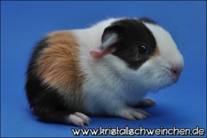 For Pleasure (2) [320x200]