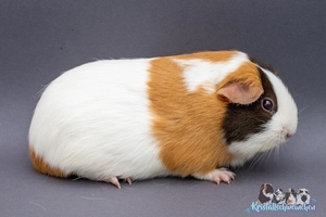 Frittatta1 [300x200]