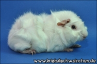 Frosty1 [320x200] [200x133]