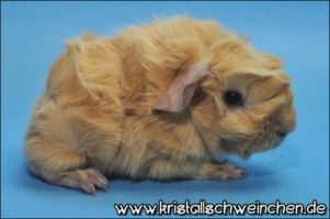 Frostys Samba [320x200]