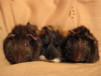 FuegoItalics1 [400x266]