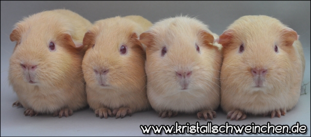 GHCremepe1 [640x480]