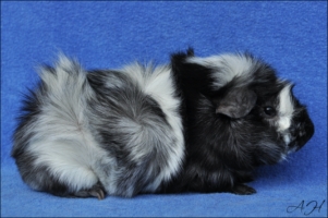 Glamorous1 [320x200]