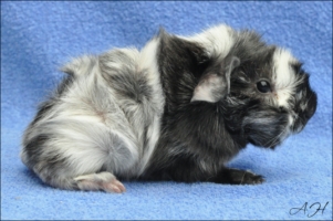 Glamorous (2) [320x200]