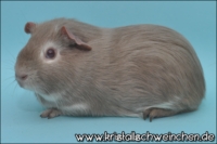 Glhwrmchen1 [200x133]