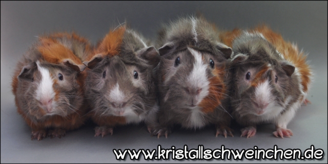 GruppeRosettenSBGW2 [640x480]