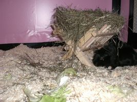 Higgins (3) [300x200]