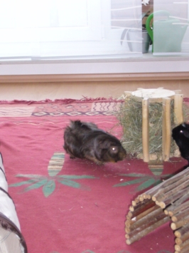 Hypnos (Timmy) (2) [400x266]