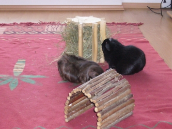 Hypnos (Timmy) (3) [400x266]