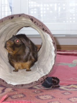 Hypnos (Timmy) [400x266]