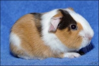 I'm your man (2) [200x133]