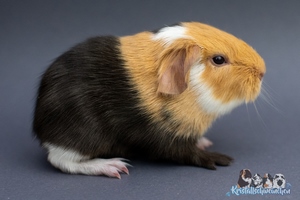 Iguana (1) [300x200]