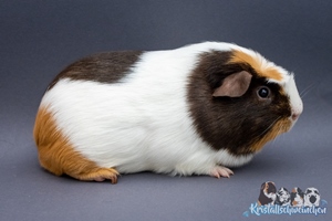 Incognito1 [300x200]