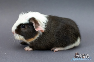 Ipanema (2) [300x200]