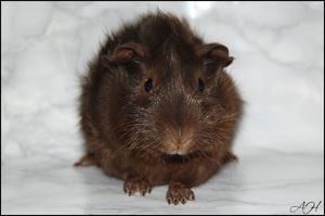 IrresponsibleV [300x200]