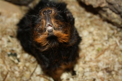 Jamaica Chantal (21) [400x266]