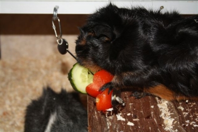 Jamaica Chantal [400x266]1