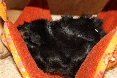 Jamaica Chantal (5) [400x266]