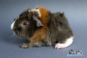 Jaspis (2) [300x200]