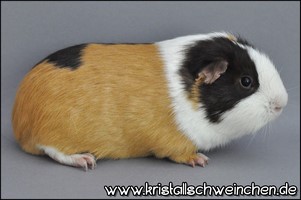 Johannisbr [320x200]